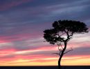 f3015   bente tukjaer   silhuet.jpg