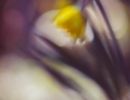 f5001 aiki linette dyring daffodil
