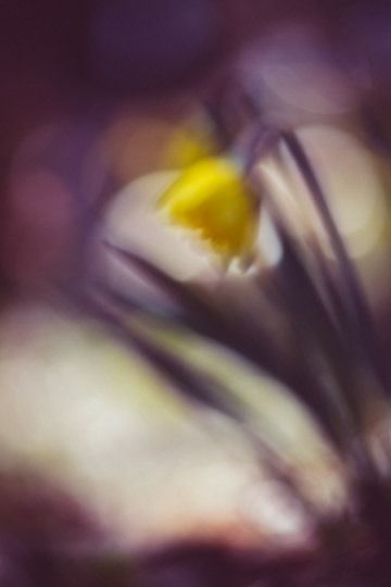 f5001 aiki linette dyring daffodil