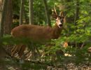 f5012 annette ranten oh deer