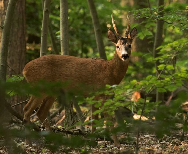 f5012 annette ranten oh deer