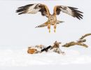 f5017 gilboa levi red kite