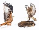 f5018 gilboa levi a karate bird
