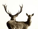 f6006   henrik r lristensen   mr and mrs red deer