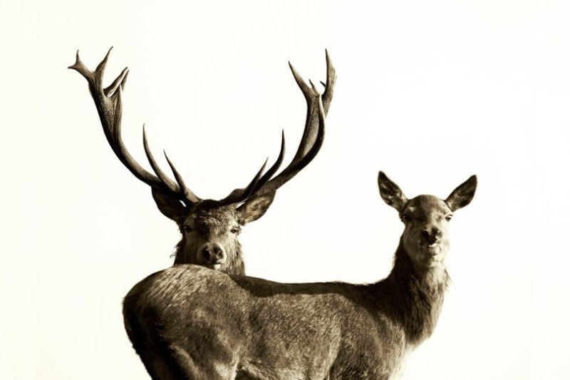 f6006   henrik r lristensen   mr and mrs red deer