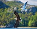 f6007   henrik r kristensen   eagle and seagul