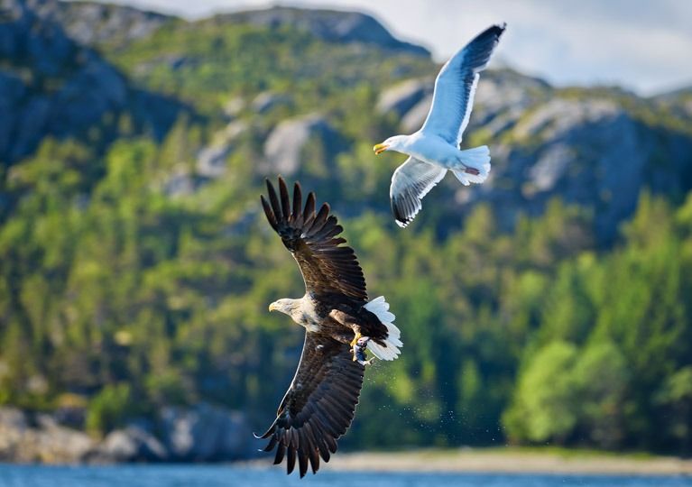 f6007   henrik r kristensen   eagle and seagul
