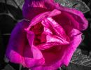 f7015   erik spangholm   rynket rose