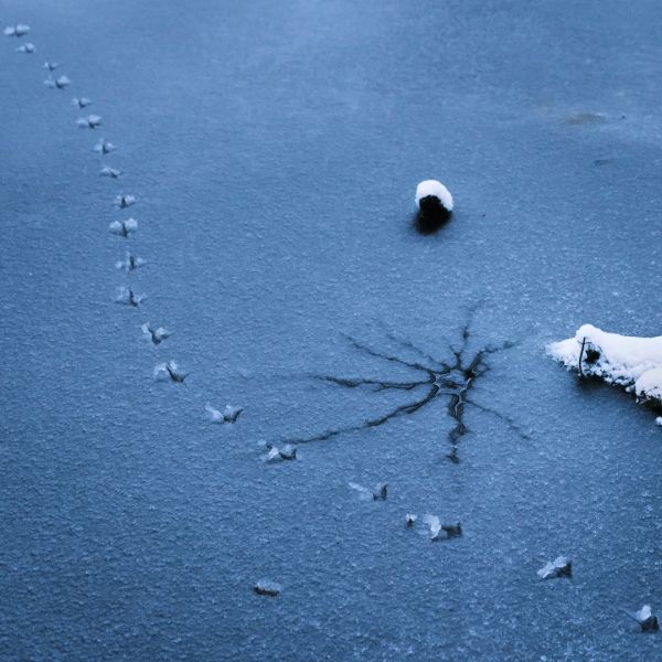 f3022 sten giilsgaard tracks in ice
