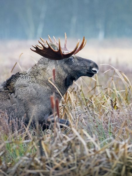 f6011   henrik r. kristensen moose bull running