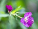 f6031 rene jensen epilobium hirsutum