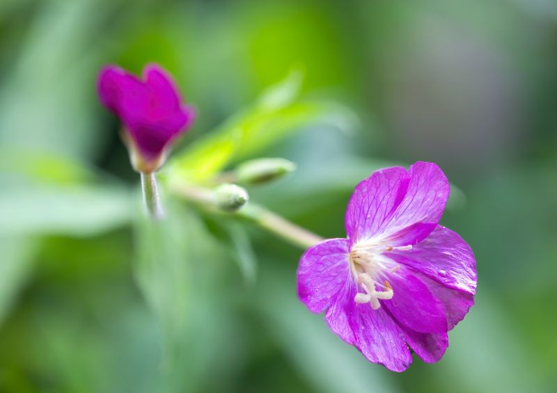f6031 rene jensen epilobium hirsutum