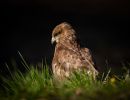 f7008   nicolai godvin   buteo looking