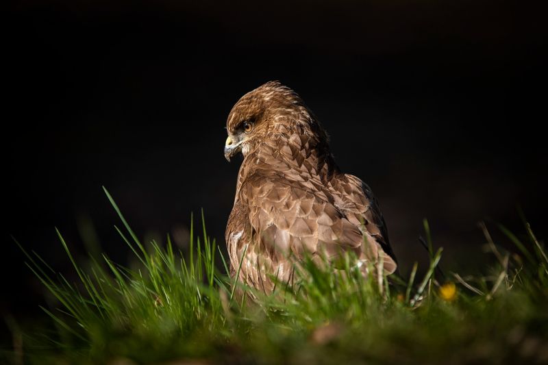 f7008   nicolai godvin   buteo looking