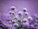 f7009   nicolai godvin   clovers