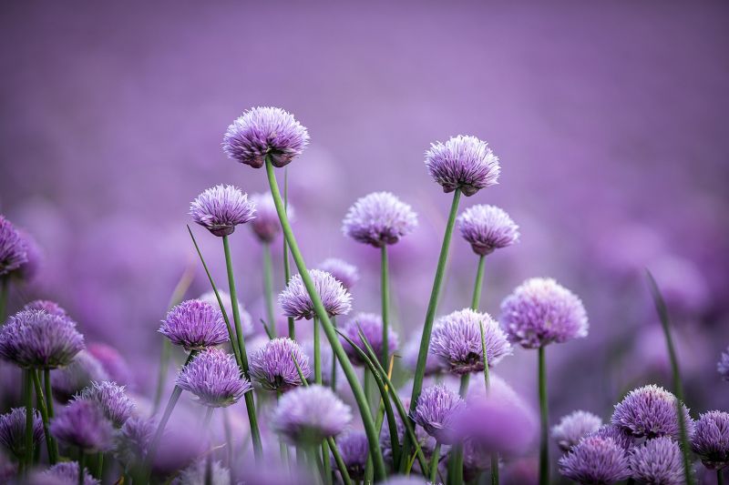 f7009   nicolai godvin   clovers