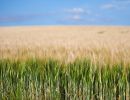 f8305   rene linnebjerg   field