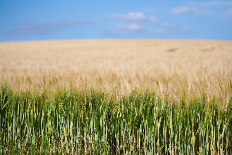 f8305   rene linnebjerg   field