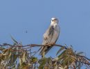 f8306 gilboa levi black winged kite