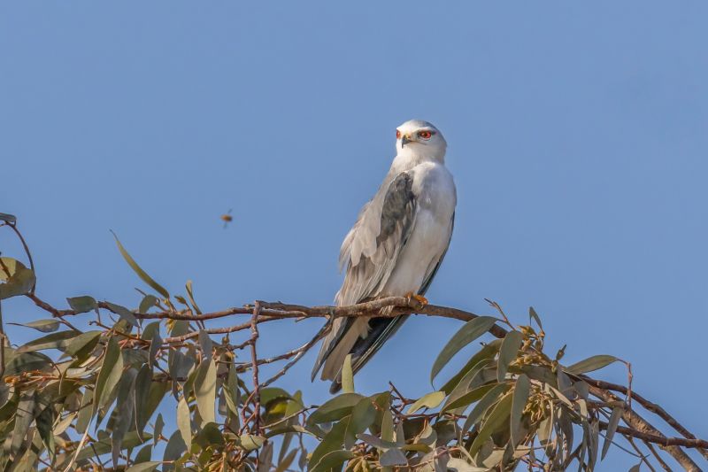 f8306 gilboa levi black winged kite
