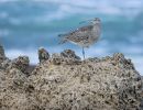 f8308 gilboa levi eurasien curlew