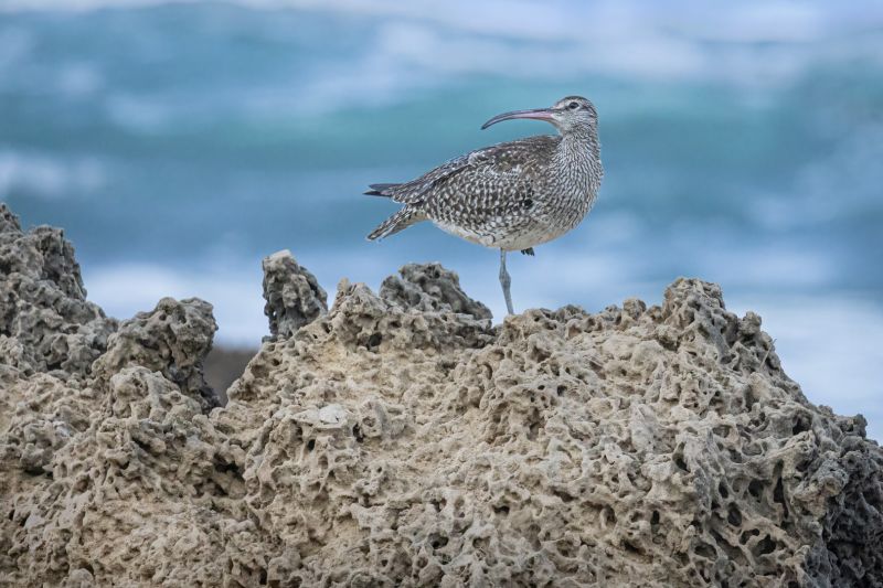f8308 gilboa levi eurasien curlew