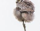 f8309 gilboa levi northern hawk owl