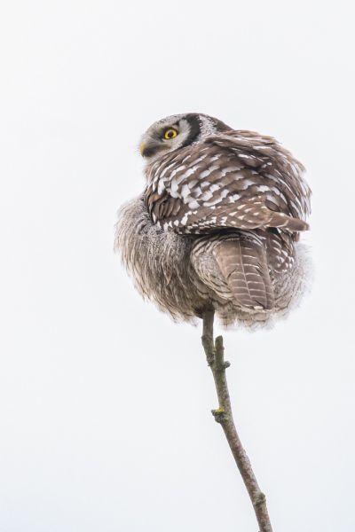f8309 gilboa levi northern hawk owl