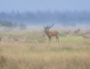 f8311 gilboa levi red deer
