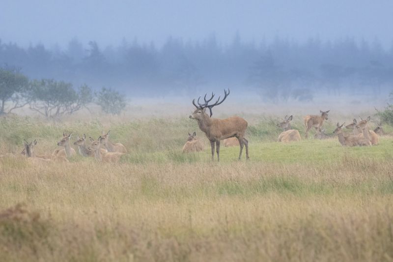 f8311 gilboa levi red deer