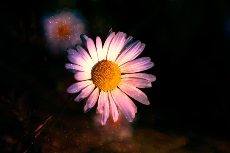 f8312   stefan mehl ludvigsen   dream daisy