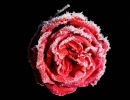 f3005   lars hjortoe   frosted rose