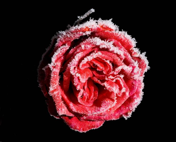 f3005   lars hjortoe   frosted rose