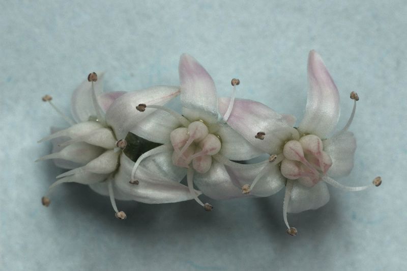 f3010  lars hjortoe   blomst af paradistraa