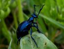 f6027 rene jensen meloe violaceus