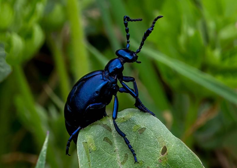 f6027 rene jensen meloe violaceus