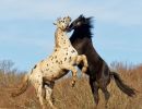 f6039       henrik r. kristensen       horse fight