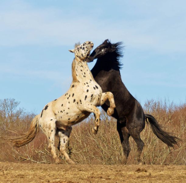 f6039       henrik r. kristensen       horse fight
