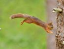 f6042       henrik r. kristensen       squirrel in the air
