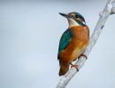 f7002 nicolai godvin   alcedo atthis