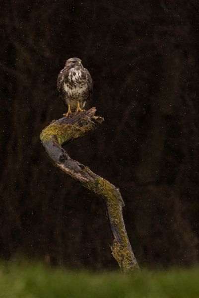 f9001    gilboa levi   common buzzard