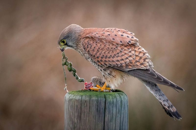 f9003    gilboa levi   with an appetite