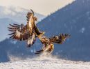 f9004    gilboa levi   golden eagle