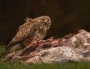 f9006    gilboa levi   common buzzard