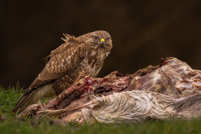 f9006    gilboa levi   common buzzard