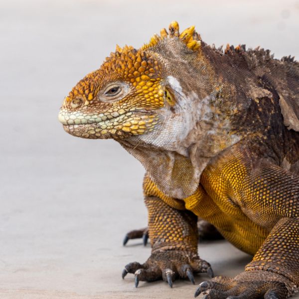 f3021 marianne tolstrup   galapagos landleguan