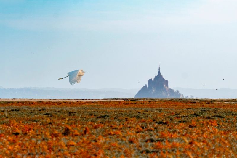 f3038 marianne tolstrup  mount saint michel og hvidhejre