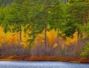 f5013 fin nielsen swedish autumn