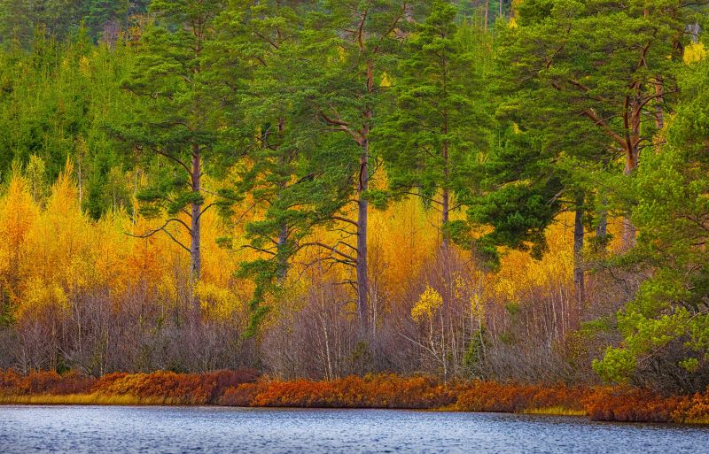 f5013 fin nielsen swedish autumn