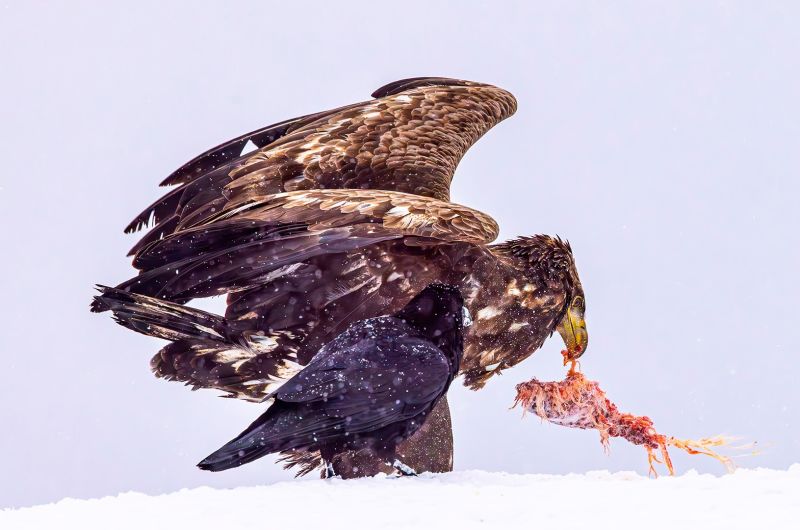 f5018 finn nielsen aquila chrysaetos   corvus corax